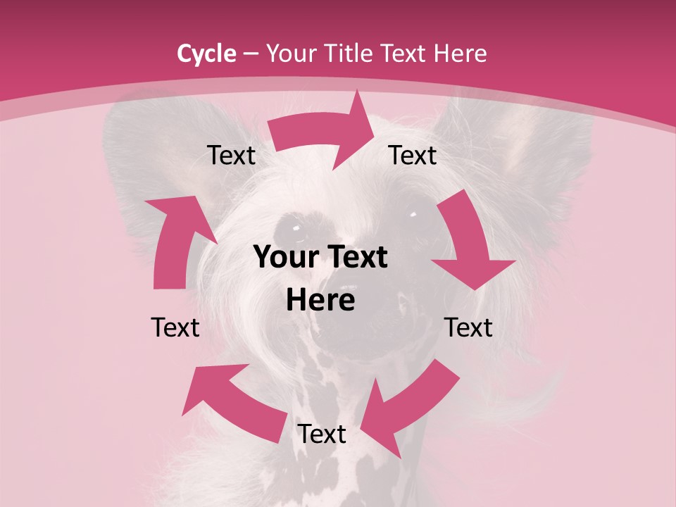 Pedigreed Close Up Crested Dog PowerPoint Template