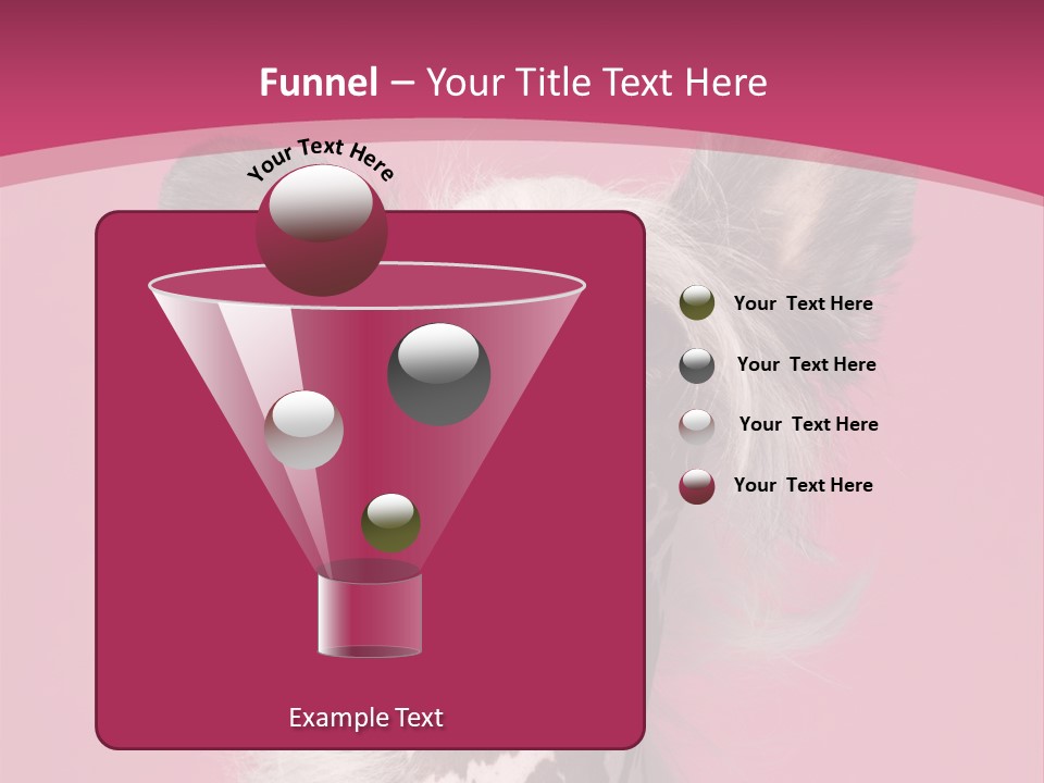 Pedigreed Close Up Crested Dog PowerPoint Template