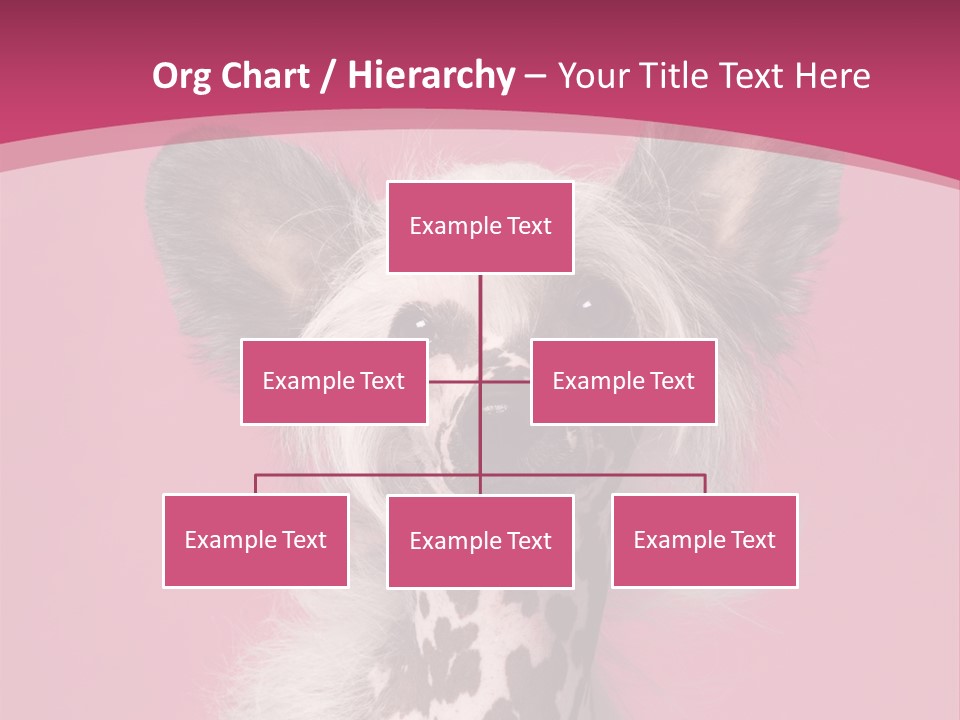 Pedigreed Close Up Crested Dog PowerPoint Template