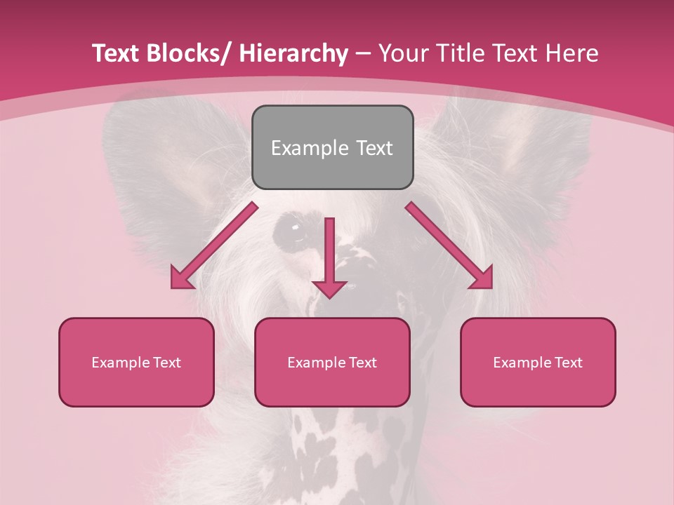 Pedigreed Close Up Crested Dog PowerPoint Template