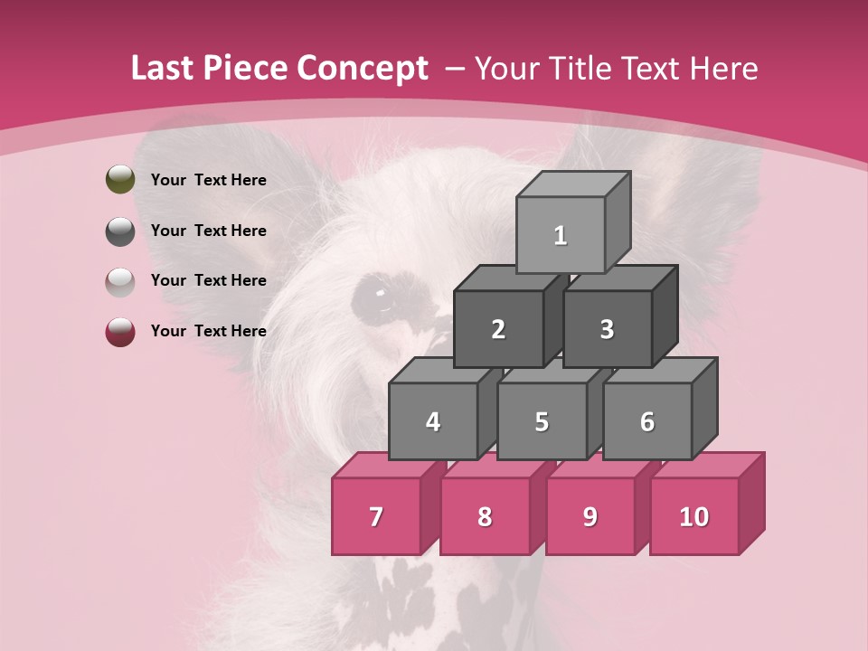 Pedigreed Close Up Crested Dog PowerPoint Template