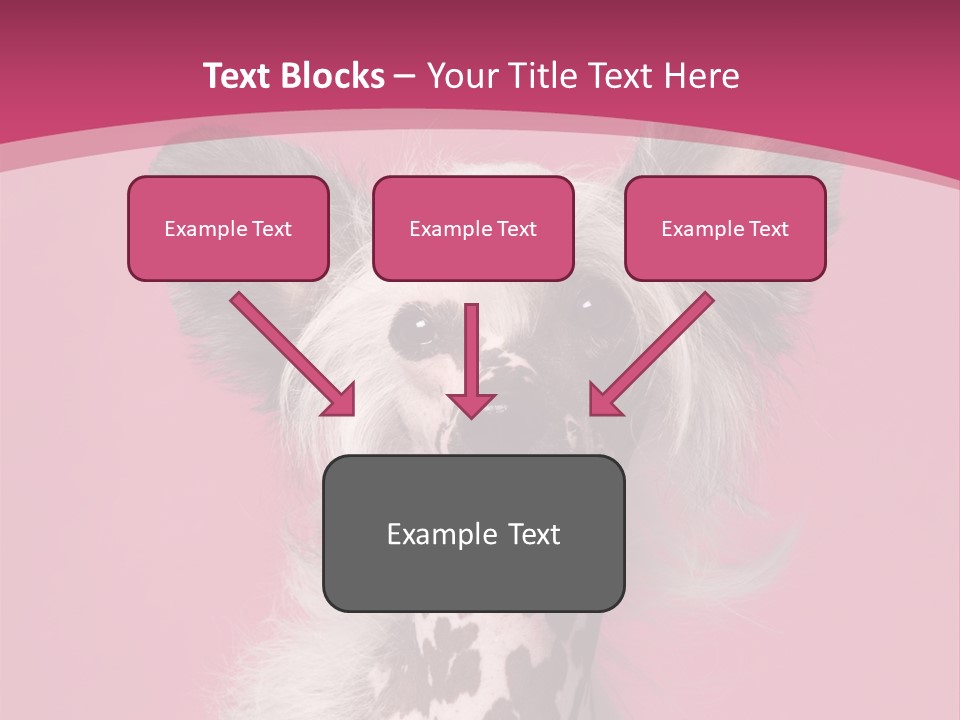 Pedigreed Close Up Crested Dog PowerPoint Template