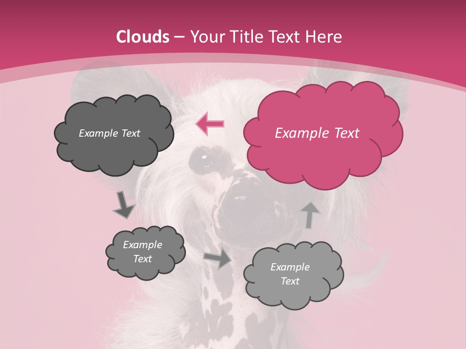 Pedigreed Close Up Crested Dog PowerPoint Template