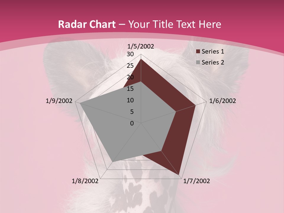 Pedigreed Close Up Crested Dog PowerPoint Template