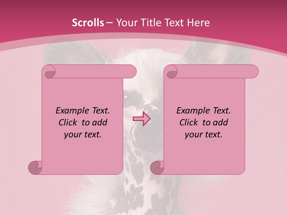 Pedigreed Close Up Crested Dog PowerPoint Template