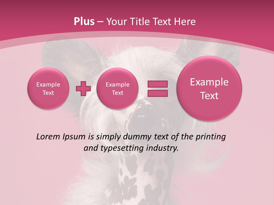 Pedigreed Close Up Crested Dog PowerPoint Template