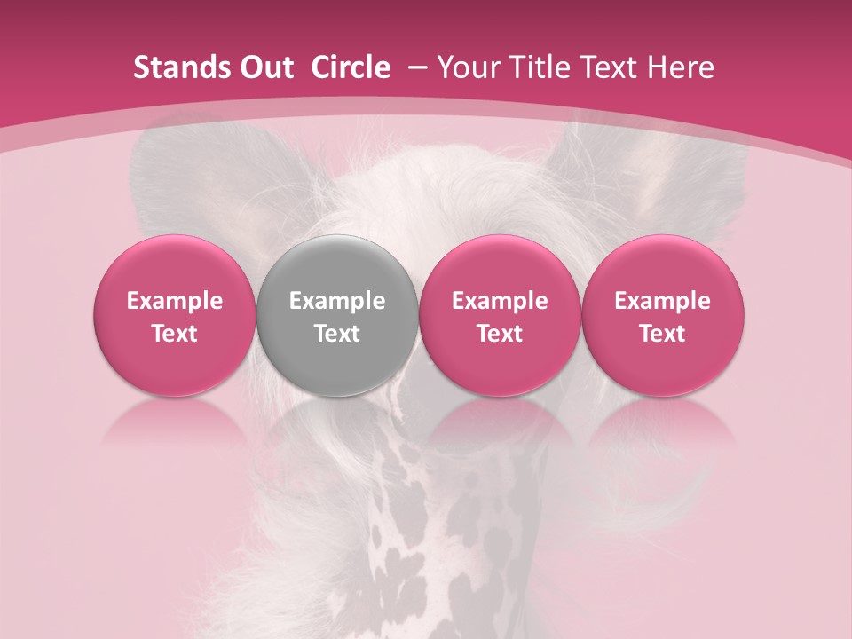 Pedigreed Close Up Crested Dog PowerPoint Template