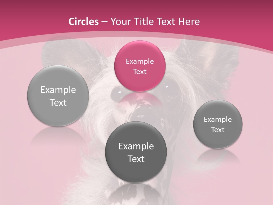 Pedigreed Close Up Crested Dog PowerPoint Template