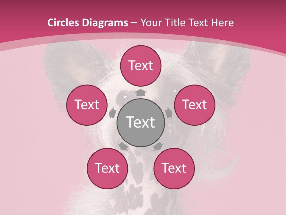 Pedigreed Close Up Crested Dog PowerPoint Template