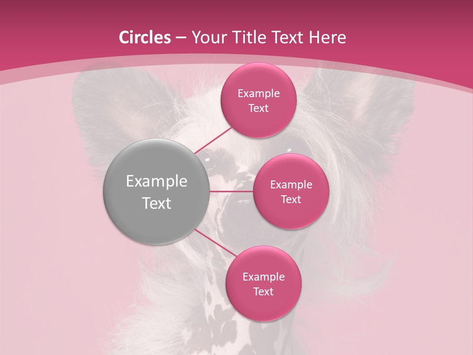 Pedigreed Close Up Crested Dog PowerPoint Template