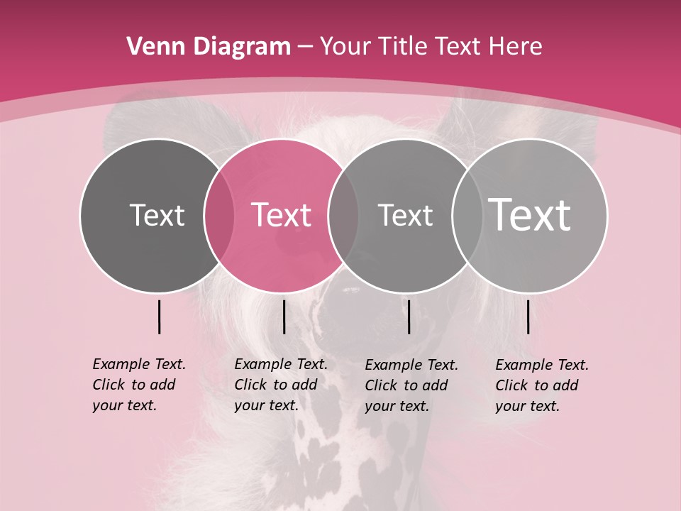 Pedigreed Close Up Crested Dog PowerPoint Template