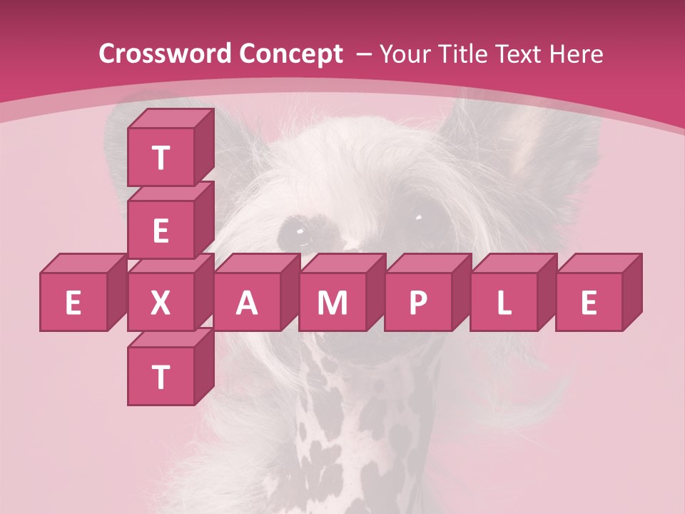 Pedigreed Close Up Crested Dog PowerPoint Template