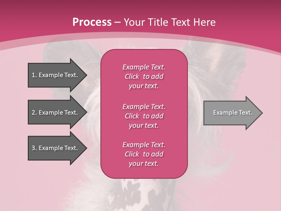Pedigreed Close Up Crested Dog PowerPoint Template