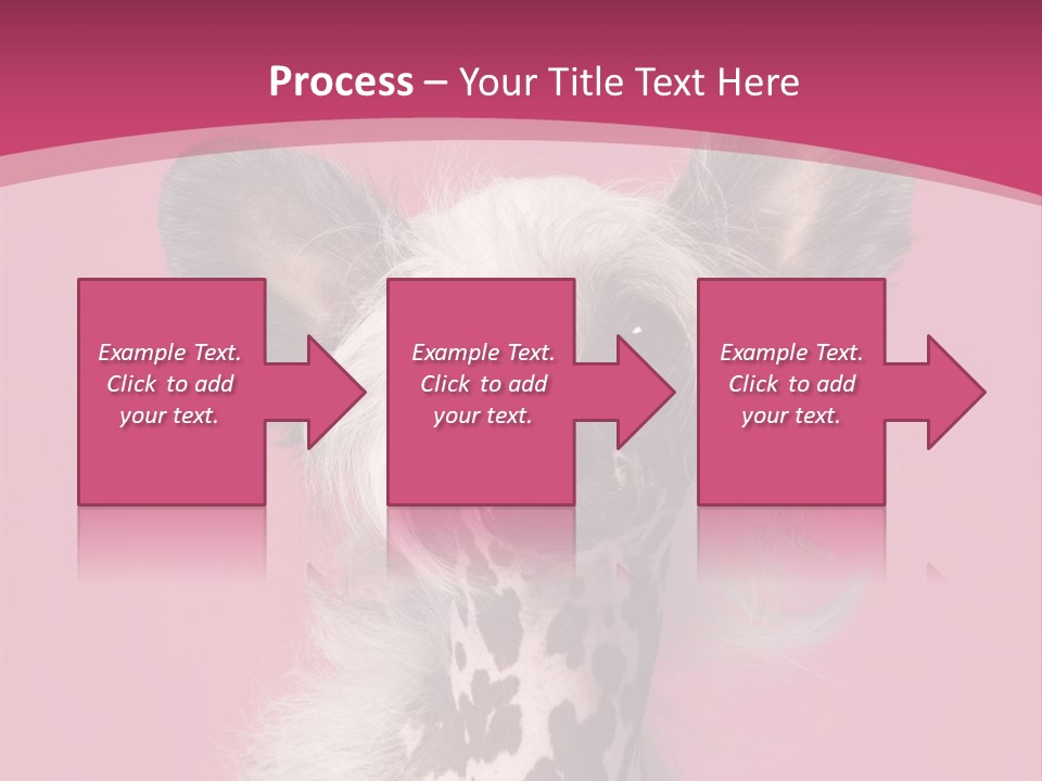 Pedigreed Close Up Crested Dog PowerPoint Template