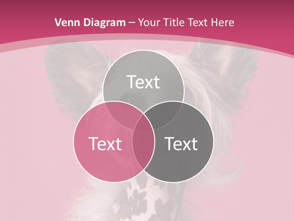 Pedigreed Close Up Crested Dog PowerPoint Template