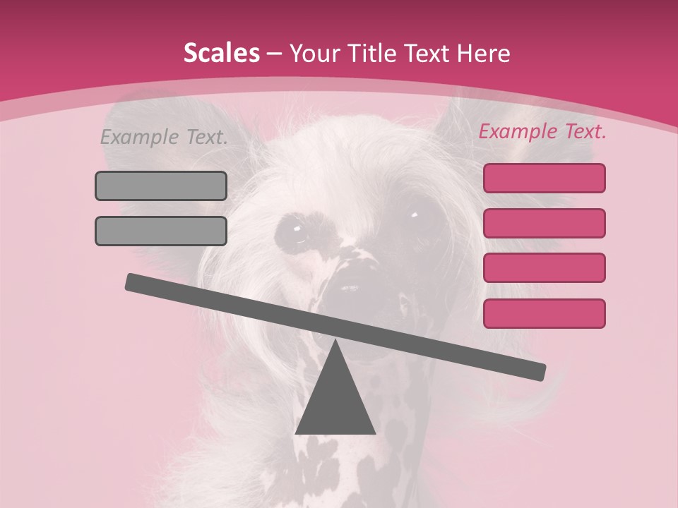 Pedigreed Close Up Crested Dog PowerPoint Template