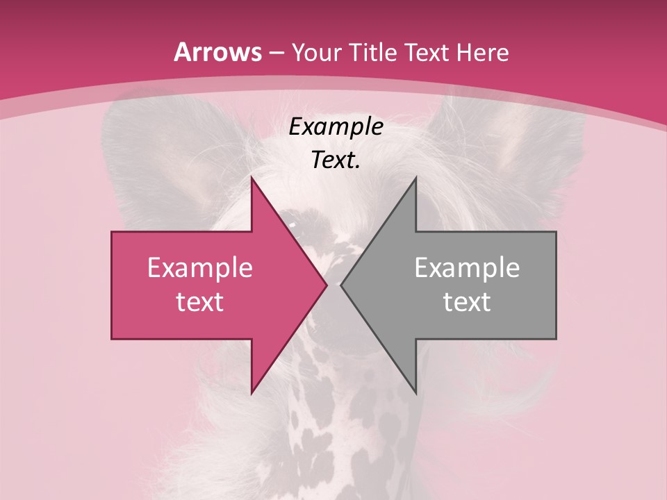 Pedigreed Close Up Crested Dog PowerPoint Template