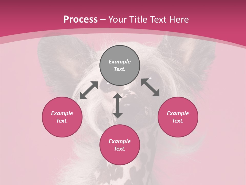 Pedigreed Close Up Crested Dog PowerPoint Template