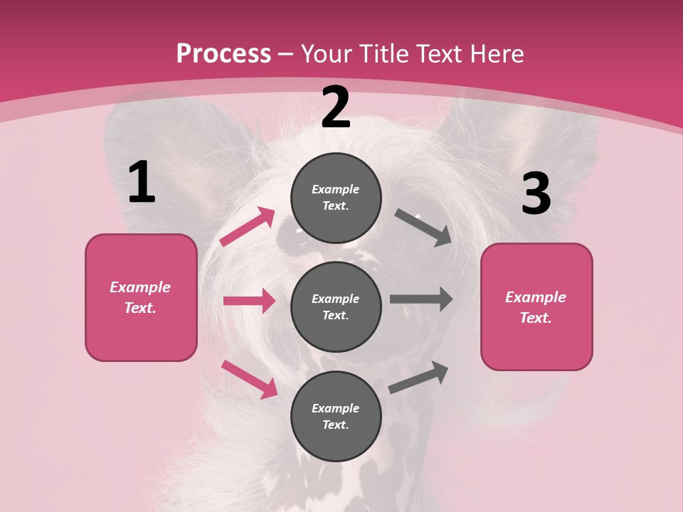 Pedigreed Close Up Crested Dog PowerPoint Template