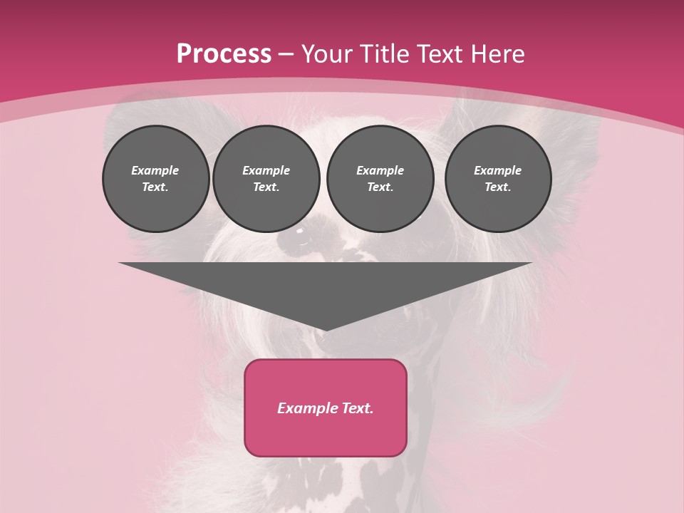Pedigreed Close Up Crested Dog PowerPoint Template
