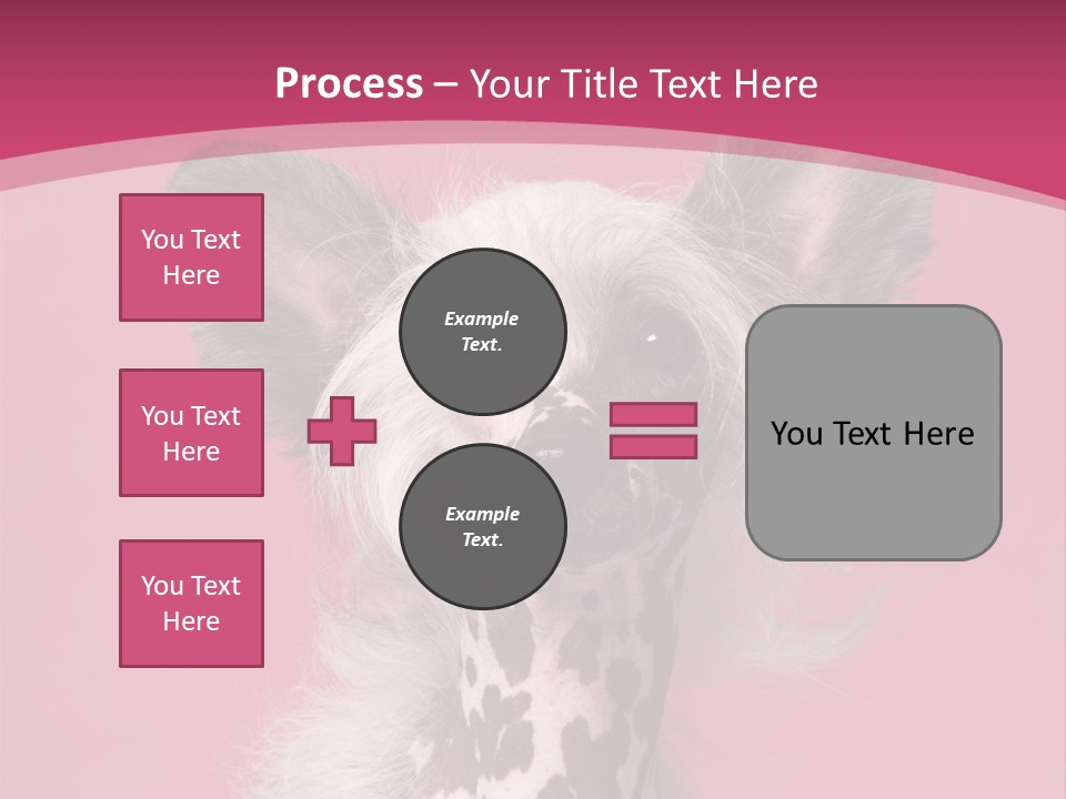 Pedigreed Close Up Crested Dog PowerPoint Template