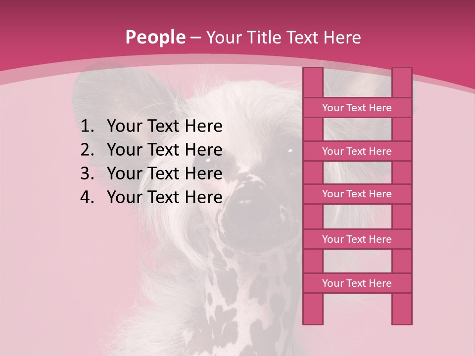 Pedigreed Close Up Crested Dog PowerPoint Template