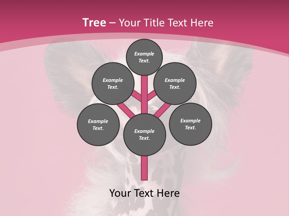 Pedigreed Close Up Crested Dog PowerPoint Template