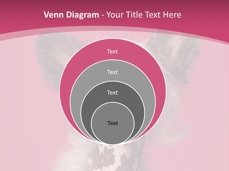 Pedigreed Close Up Crested Dog PowerPoint Template