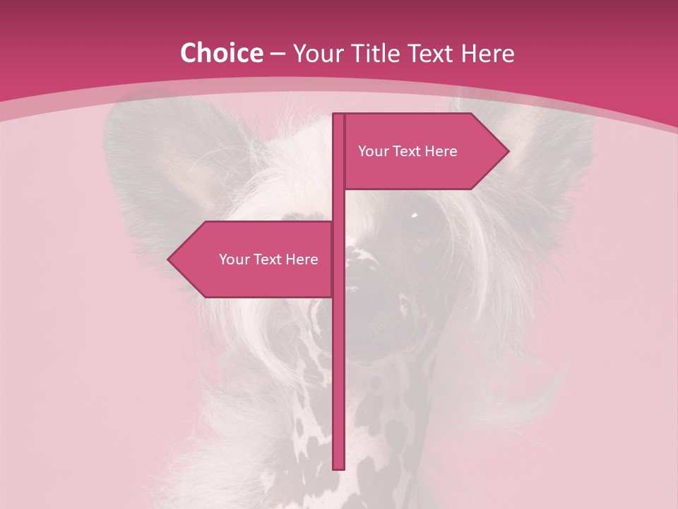 Pedigreed Close Up Crested Dog PowerPoint Template