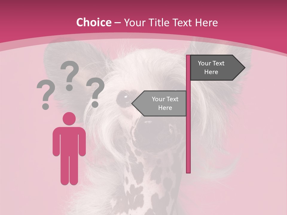 Pedigreed Close Up Crested Dog PowerPoint Template