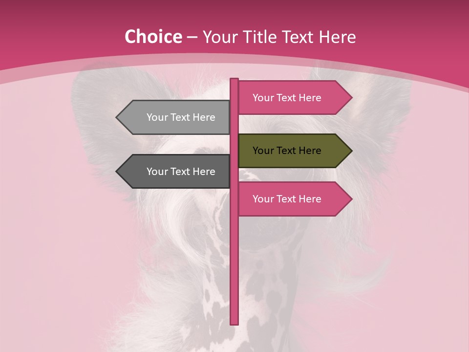 Pedigreed Close Up Crested Dog PowerPoint Template