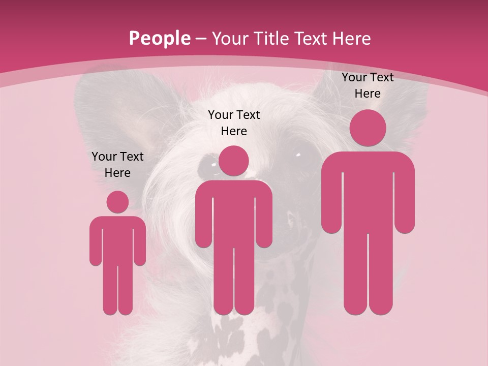 Pedigreed Close Up Crested Dog PowerPoint Template