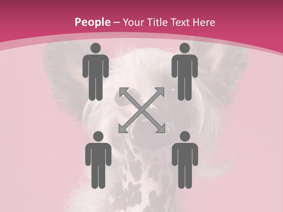 Pedigreed Close Up Crested Dog PowerPoint Template