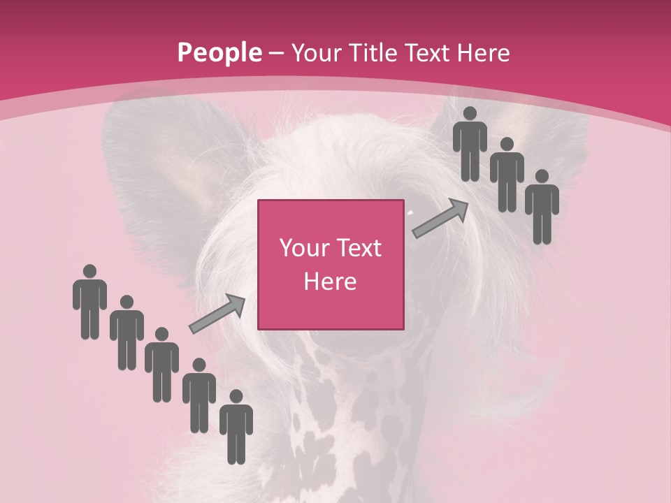 Pedigreed Close Up Crested Dog PowerPoint Template