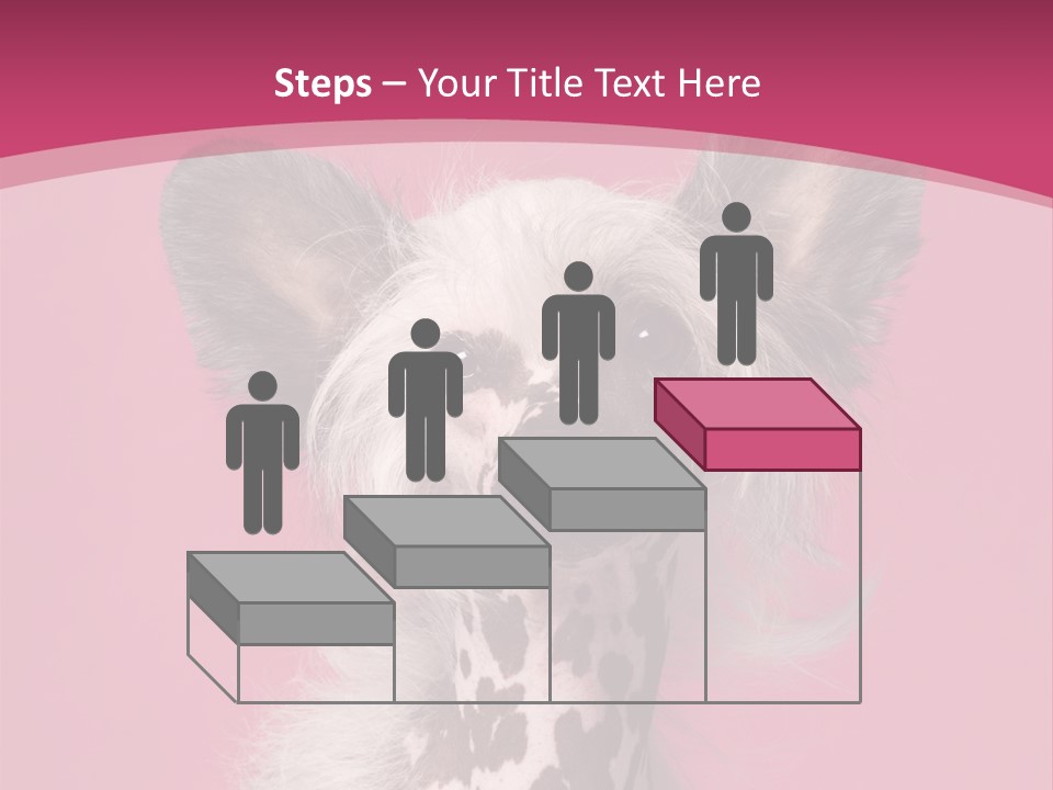 Pedigreed Close Up Crested Dog PowerPoint Template