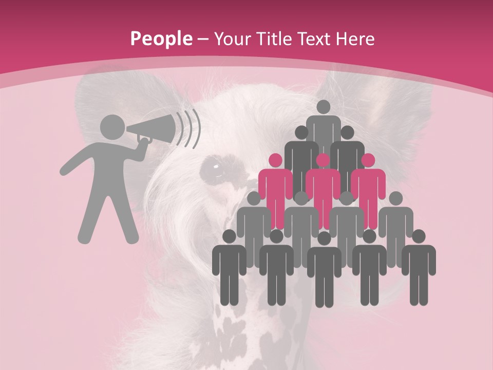 Pedigreed Close Up Crested Dog PowerPoint Template