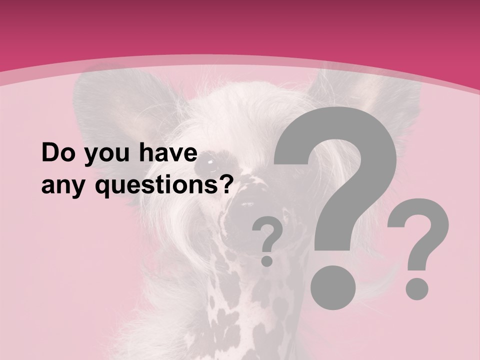 Pedigreed Close Up Crested Dog PowerPoint Template