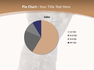 Hair Pedigree Fun PowerPoint Template