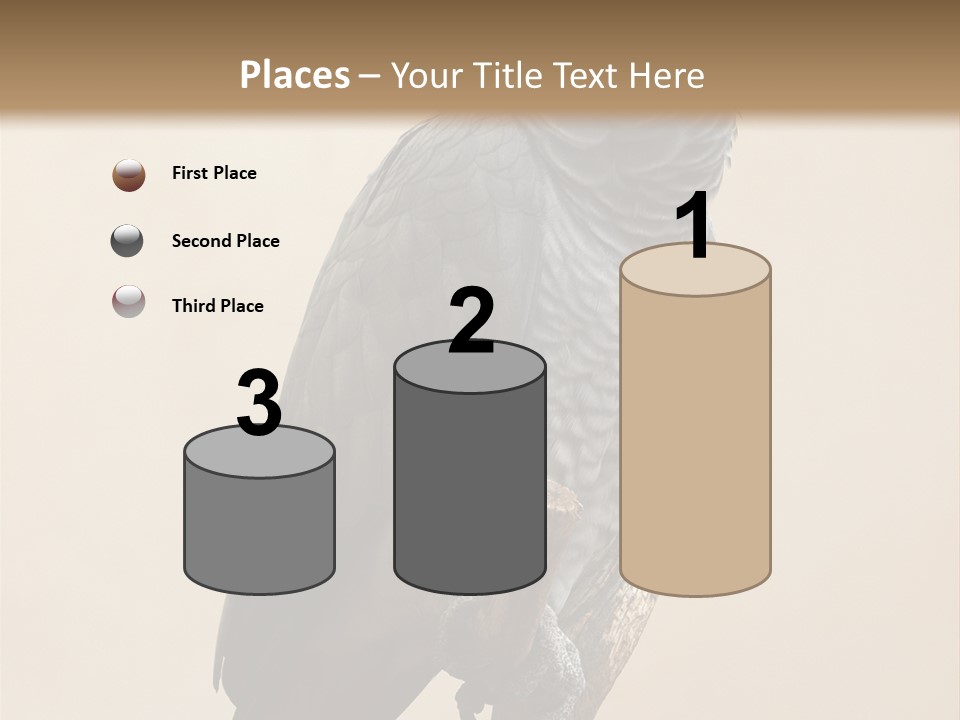 Color Alertness Zoo PowerPoint Template
