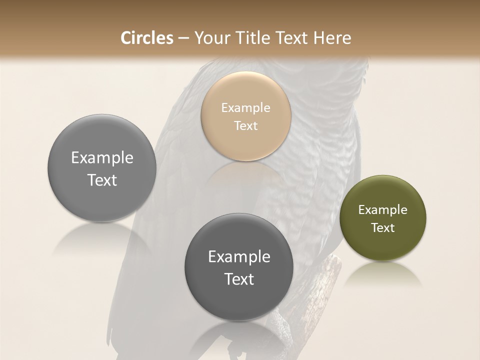 Color Alertness Zoo PowerPoint Template