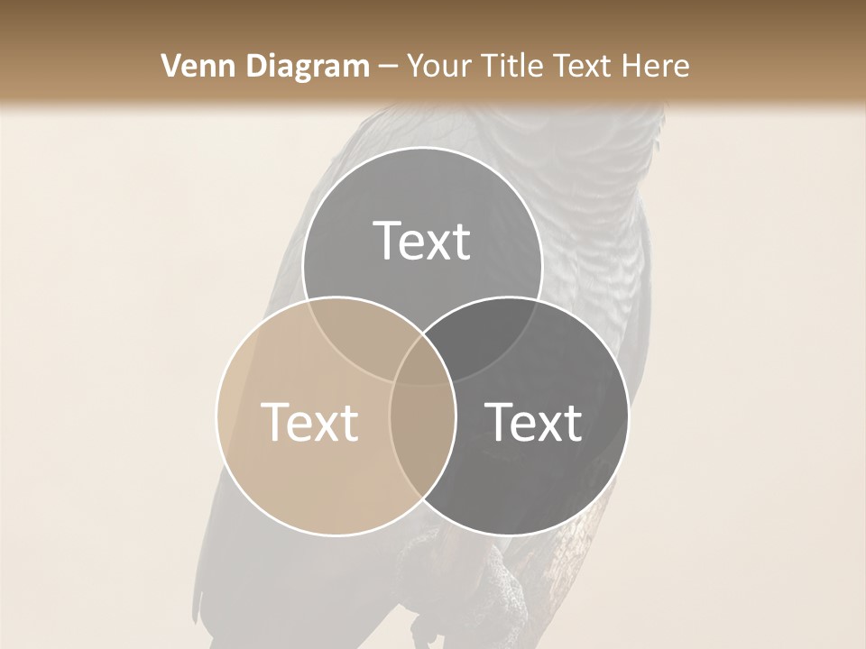 Color Alertness Zoo PowerPoint Template