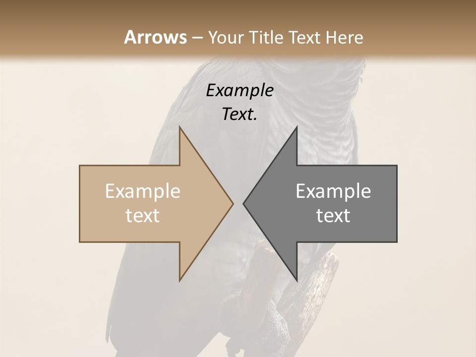 Color Alertness Zoo PowerPoint Template