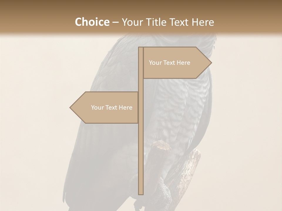 Color Alertness Zoo PowerPoint Template