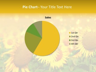 Plantation Colorful Clear PowerPoint Template