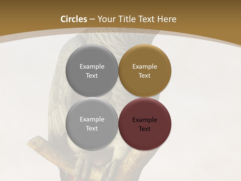 Closeup Attentive Avian PowerPoint Template