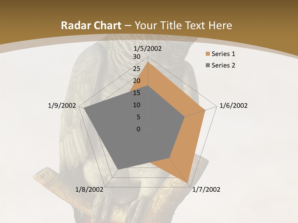 Closeup Attentive Avian PowerPoint Template