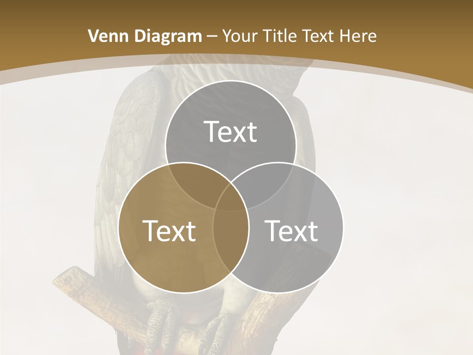 Closeup Attentive Avian PowerPoint Template