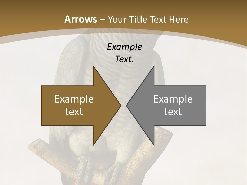 Closeup Attentive Avian PowerPoint Template