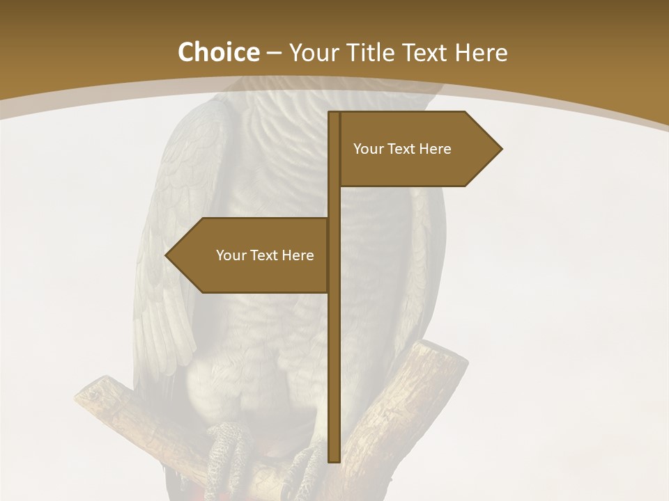 Closeup Attentive Avian PowerPoint Template