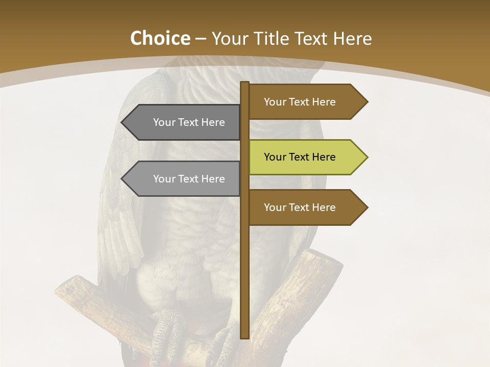 Closeup Attentive Avian PowerPoint Template